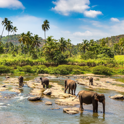 Sri Lanka Kandy Pinnawala and Spice Gardens Tour